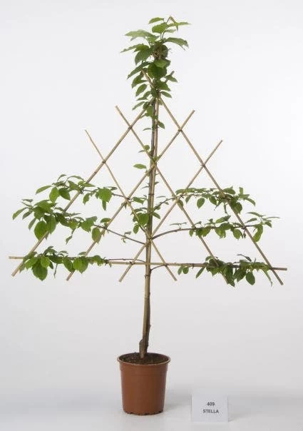 Lei-Kers (Prunus Avium 'Stella')