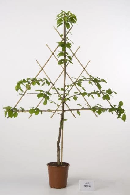 Lei-Kers (Prunus Avium 'Regina')