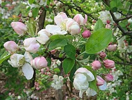 Sierappel (Malus 'Evereste') - Afbeelding 5