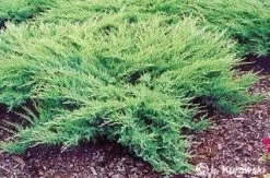 Jeneverbes (Juniperus Media 'Pfitzeriana Glauca')