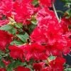 Azalea (Rhododendron 'Mollis' Rood)