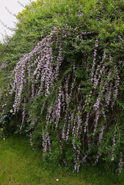 Vlinderstruik (Buddleja Alternifolia) - Afbeelding 3