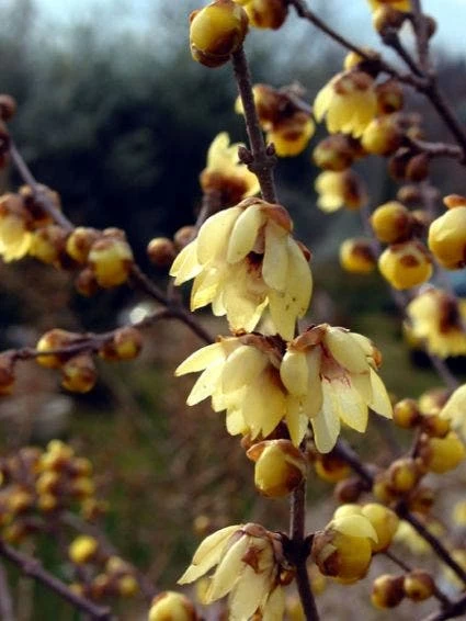 Winterzoet (Chimonanthus Praecox) - Afbeelding 2