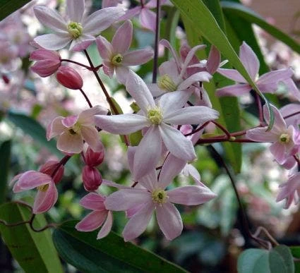 Bosrank, Groenblijvend (Clematis Armandii 'Apple Blossom')