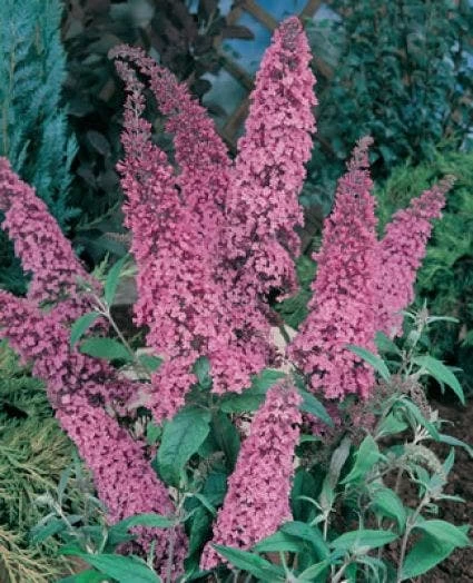 Vlinderstruik (Buddleja Davidii 'Pink Delight')