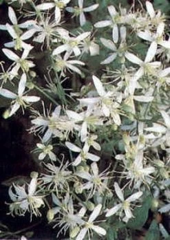 Bosrank (Clematis Terniflora)
