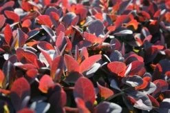 Zuurbes (Berberis Thunbergii 'Atropurpurea')