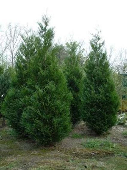 Levensboom (Thuja Plicata 'Atrovirens') - Afbeelding 3