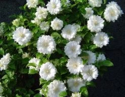 Bosrank (Clematis 'Duchess Of Edinburgh')