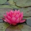 Waterlelie (Nymphaea 'James Brydon')