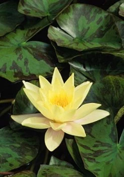Waterlelie (Nymphaea 'Marliacea Chromatella')