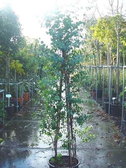 Winterharde Gomboom (Eucalyptus Gunnii) - Afbeelding 3