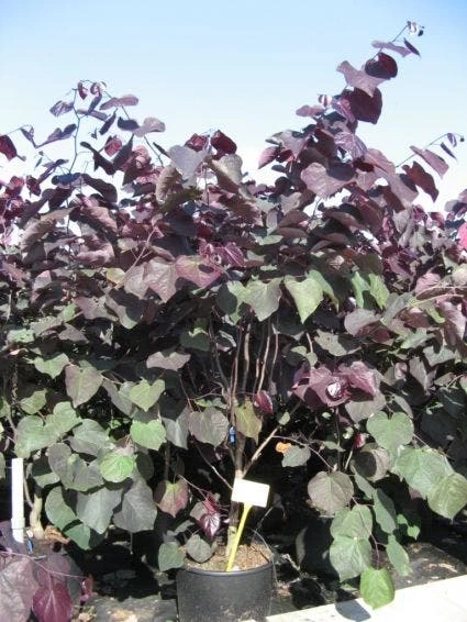 Judasboom Als Struik (Cercis Canadensis 'Forest Pansy') - Afbeelding 3