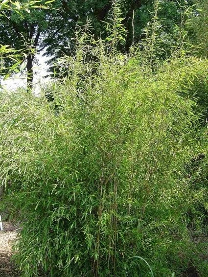 Niet Woekerende Bamboe (Fargesia 'Great Wall') - Afbeelding 6