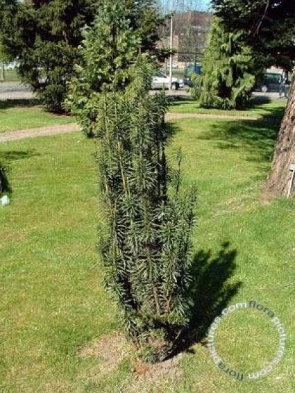 Knoptaxus (Cephalotaxus Harringtonia 'Fastigiata') - Afbeelding 2