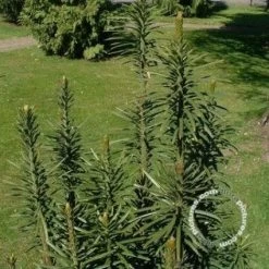 Knoptaxus (Cephalotaxus Harringtonia 'Fastigiata')