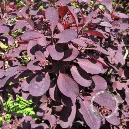 Pruikenboom Op Stam (Cotinus Coggygria 'Royal Purple' ) - Afbeelding 2