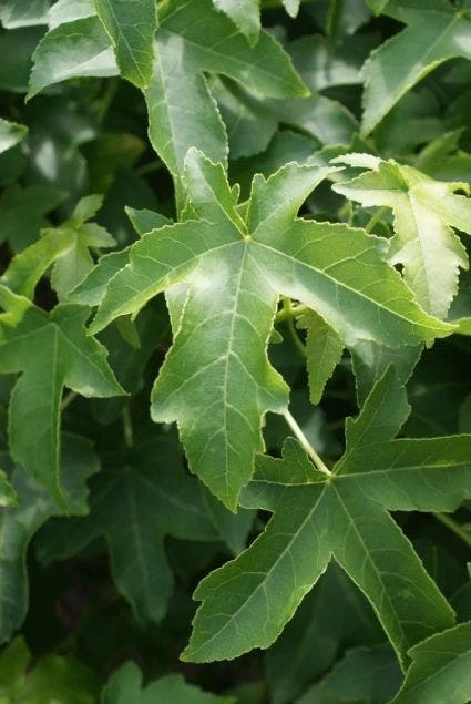 Amberboom (Liquidambar 'Gum Ball') - Afbeelding 2