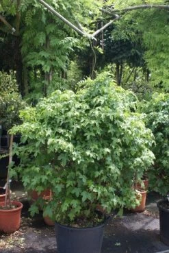 Amberboom Als Struik (Liquidambar 'Gum Ball')