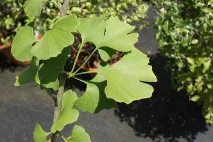 Japanse Notenboom (Ginkgo Biloba)