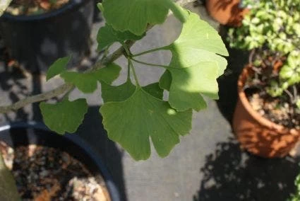 Japanse Notenboom, Meerstammig (Ginkgo Biloba) - Afbeelding 3