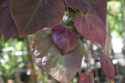 Judasboom Als Struik (Cercis Canadensis 'Forest Pansy') - Afbeelding 2