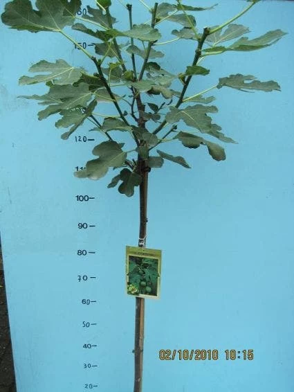 Vijg Op Stam (Ficus Carica) - Afbeelding 7