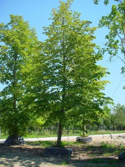 Spaanse Aak (Acer Campestre)