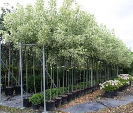 Vederesdoorn Als Boom (Acer Negundo 'Flamingo')