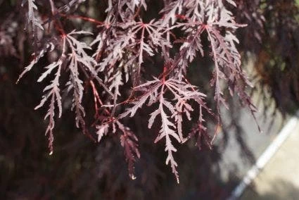 Japanse Esdoorn Als Boom (Acer Palmatum 'Inabe-shidare') - Afbeelding 3