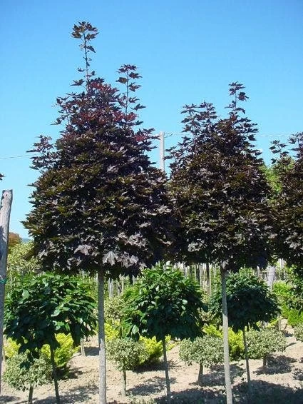 Noorse Esdoorn (Acer Platanoides 'Crimson Sentry') - Afbeelding 4