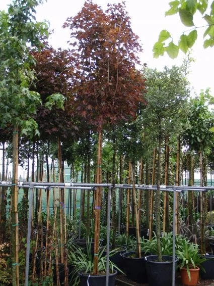 Noorse Esdoorn (Acer Platanoides 'Crimson Sentry') - Afbeelding 5