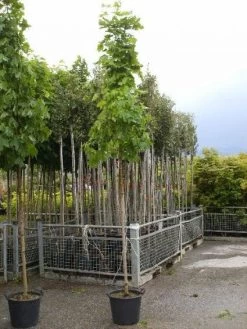 Noorse Esdoorn (Acer Platanoides 'Emerald Queen')