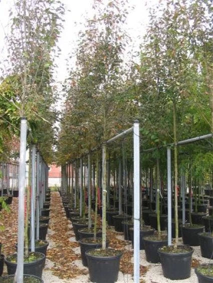 Krentenboom (Amelanchier Arborea 'Robin Hill') - Afbeelding 6