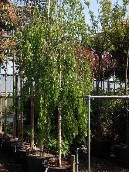 Prieelberk (Betula Pendula 'Youngii') - Afbeelding 3
