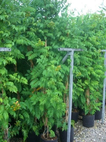 Trompetbloem (Campsis Tagliabuana 'Mme Galen') - Afbeelding 6