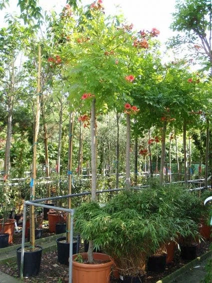 Trompetbloem Als Boom (Campsis Tagliabuana 'Mme Galen') - Afbeelding 2