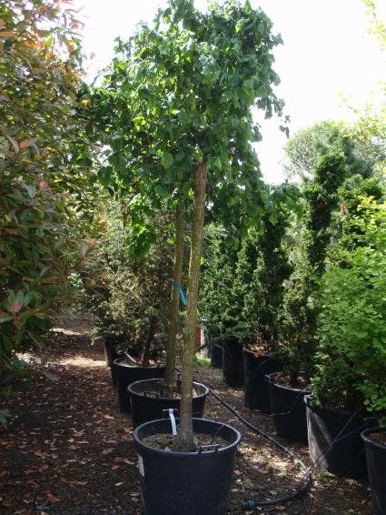 Kronkelhazelaar Als Boom (Corylus Avellana 'Contorta') - Afbeelding 2