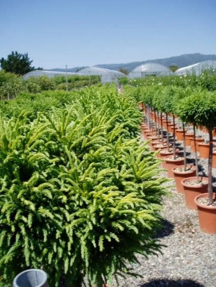 Sikkelden Op Stam (Cryptomeria Japonica 'Globosa Nana') - Afbeelding 3