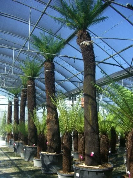 Grote Boomvaren (Dicksonia Antarctica) - Afbeelding 5