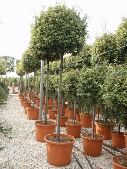 Olijfwilg Als Boom (Elaeagnus Ebbingei) - Afbeelding 2