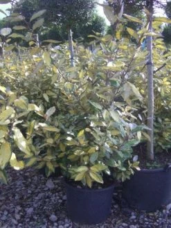Olijfwilg (Elaeagnus Ebbingei 'Elaeador')