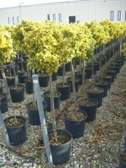 Kardinaalshoed Op Stam (Euonymus Japonicus 'Aureus')