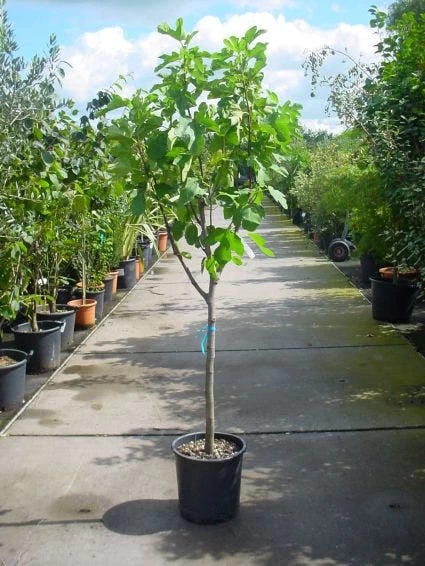 Vijg Op Stam (Ficus Carica) - Afbeelding 6
