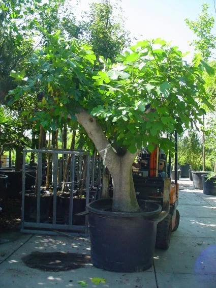 Vijg Als Solitair (Ficus Carica) - Afbeelding 6