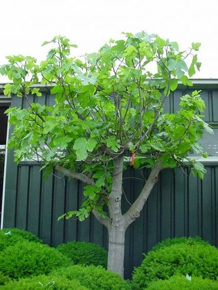 Vijg Als Solitair (Ficus Carica) - Afbeelding 5