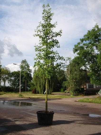 Japanse Notenboom (Ginkgo Biloba) - Afbeelding 7