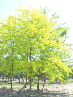 Geelbladige Christusdoorn (Gleditsia Triacanthos 'Sunburst')
