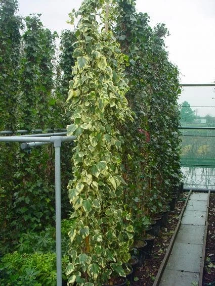 Kaukasische Klimop (Hedera Colchica 'Dentata Variegata') - Afbeelding 3