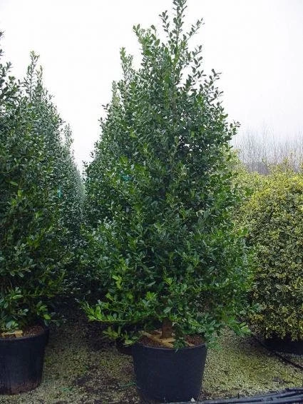 Gewone Hulst (Ilex Aquifolium) - Afbeelding 5